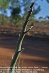 Pedilanthus tithymaloides subsp. smallii