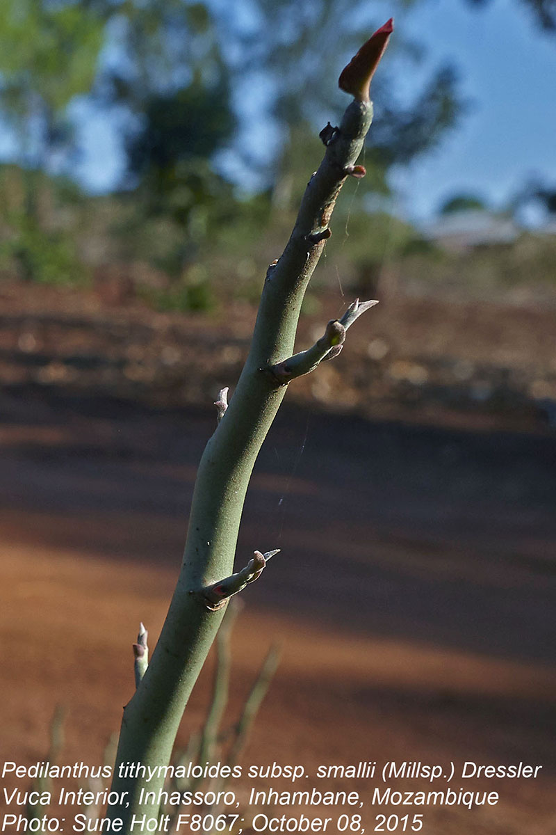 Pedilanthus tithymaloides subsp. smallii
