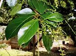 Citharexylum spinosum