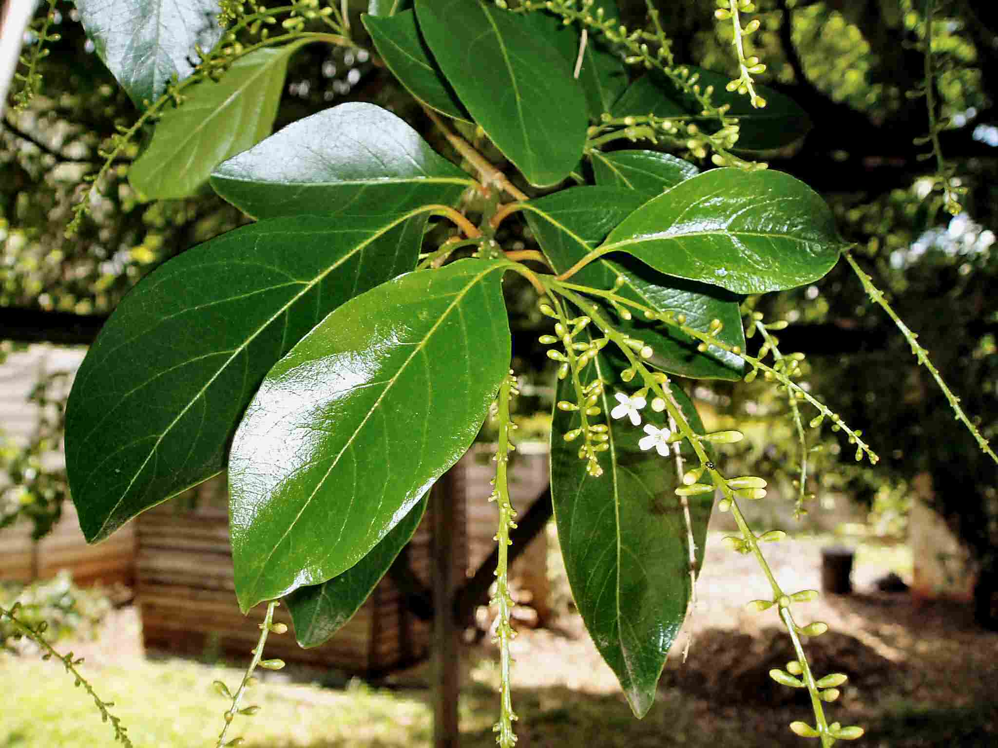 Citharexylum spinosum
