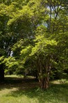 Citharexylum spinosum