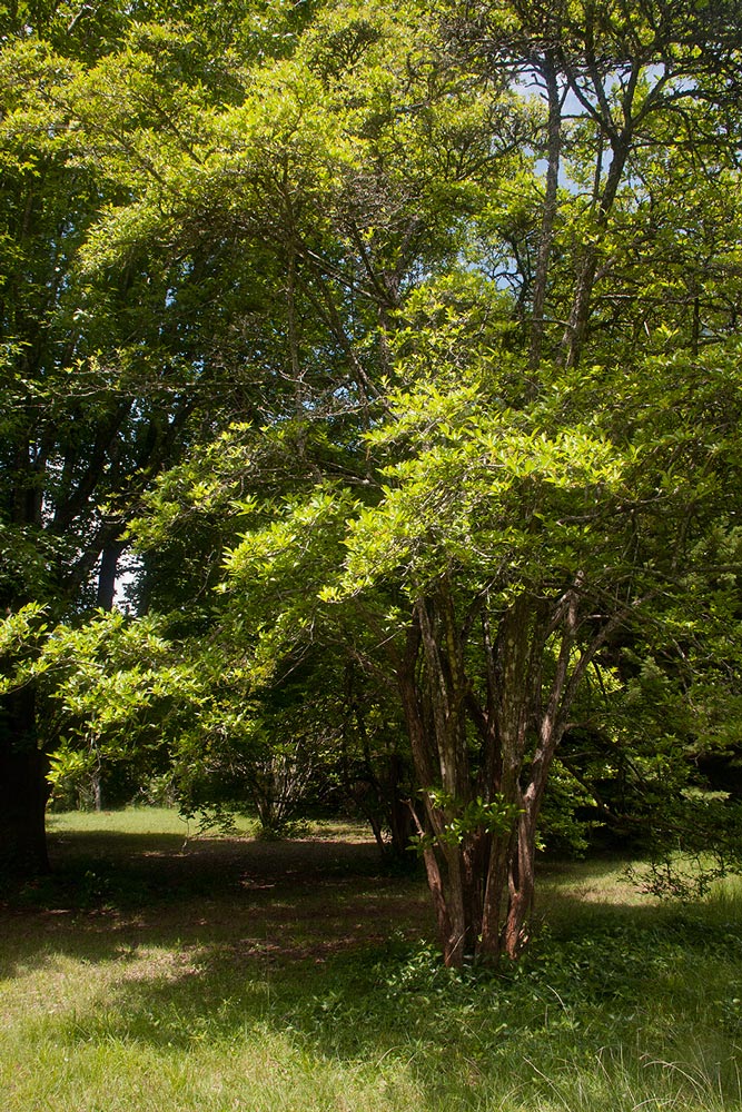 Citharexylum spinosum