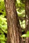 Citharexylum spinosum
