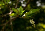 Citharexylum spinosum