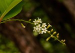 Citharexylum spinosum