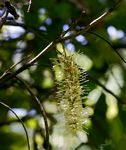 Macadamia aff. integrifolia