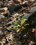 Macadamia aff. integrifolia