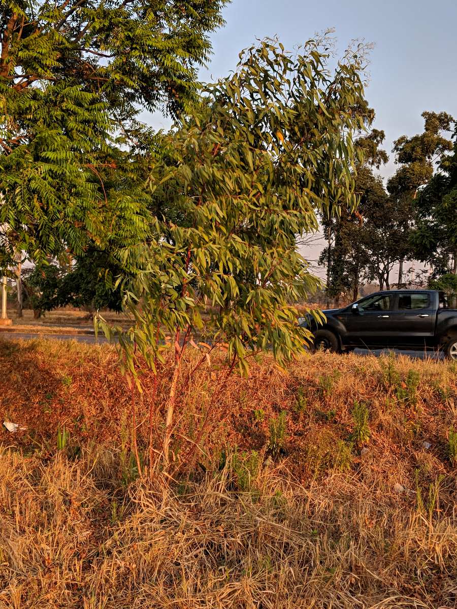 Eucalyptus sp.