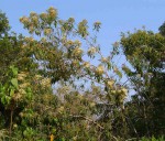 Vernonanthura polyanthes