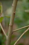 Vernonanthura polyanthes