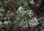 Vernonanthura polyanthes