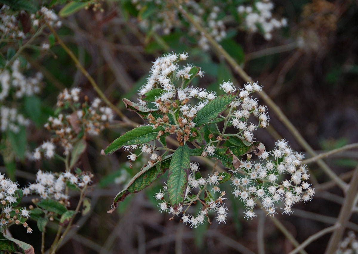 Vernonanthura polyanthes