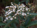 Vernonanthura polyanthes