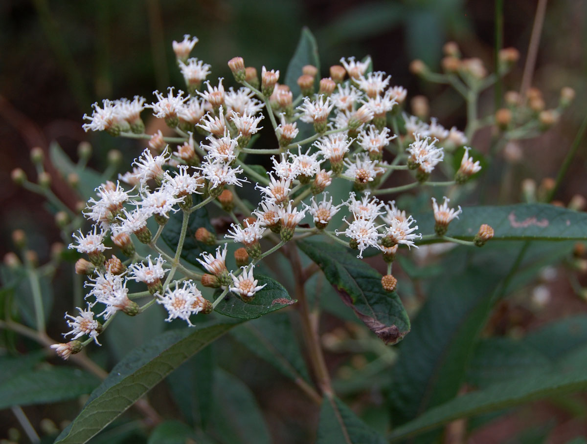 Vernonanthura polyanthes