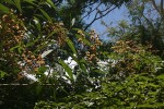 Vernonanthura polyanthes