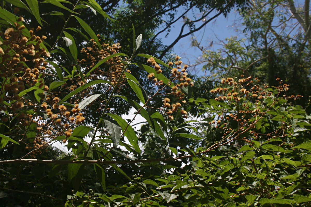 Vernonanthura polyanthes