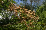 Vernonanthura polyanthes