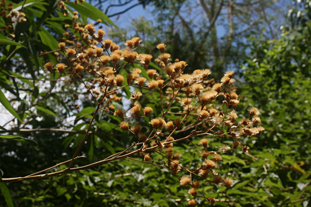 Vernonanthura polyanthes