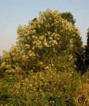 Vernonanthura polyanthes
