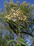 Vernonanthura polyanthes