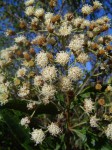 Vernonanthura polyanthes