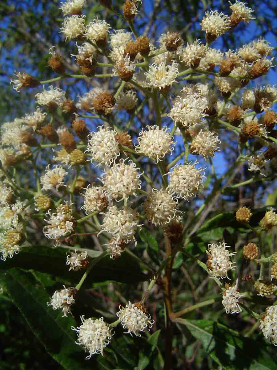Vernonanthura polyanthes