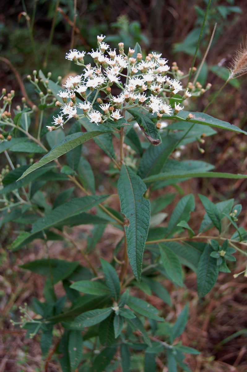 Vernonanthura polyanthes