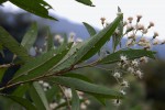 Vernonanthura polyanthes