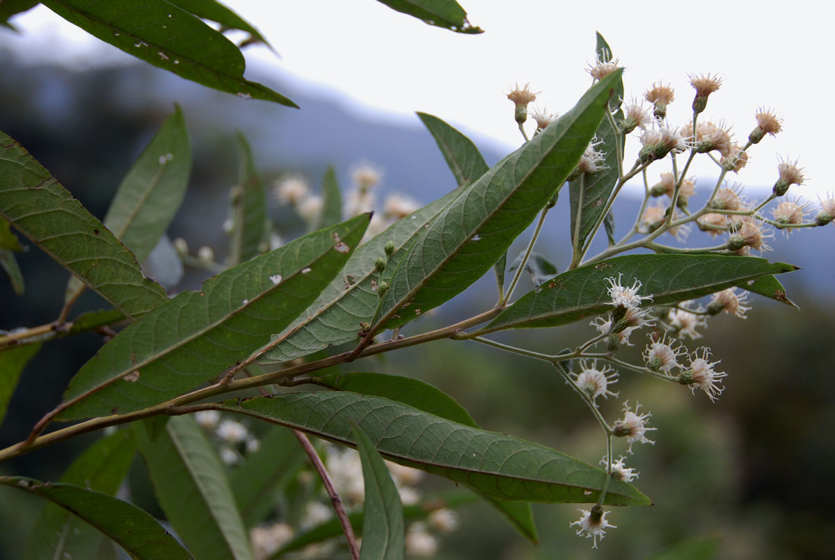Vernonanthura polyanthes