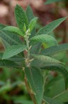 Vernonanthura polyanthes