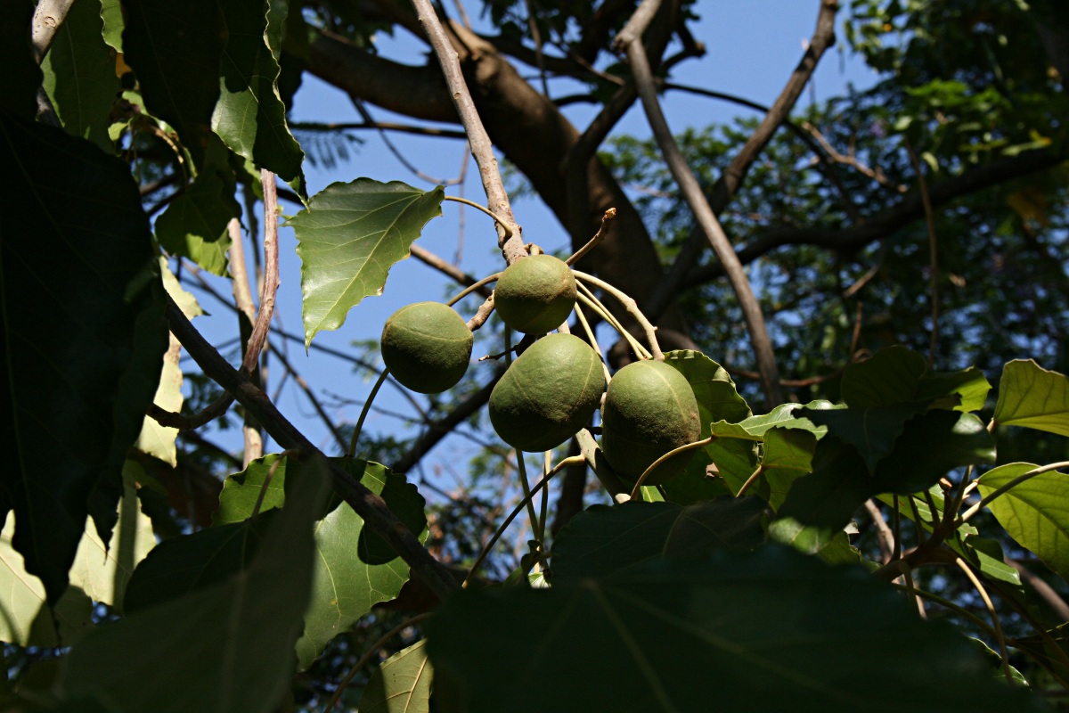 Aleurites moluccana