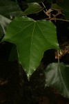 Aleurites moluccana