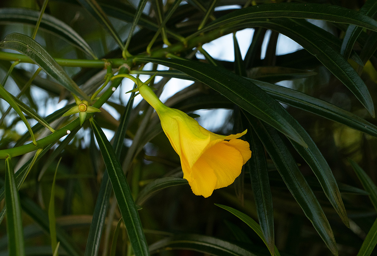 Cascabela thevetia