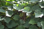 Vitis vinifera