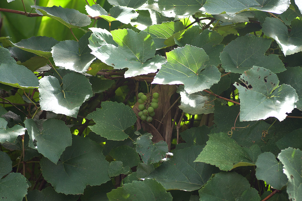 Vitis vinifera