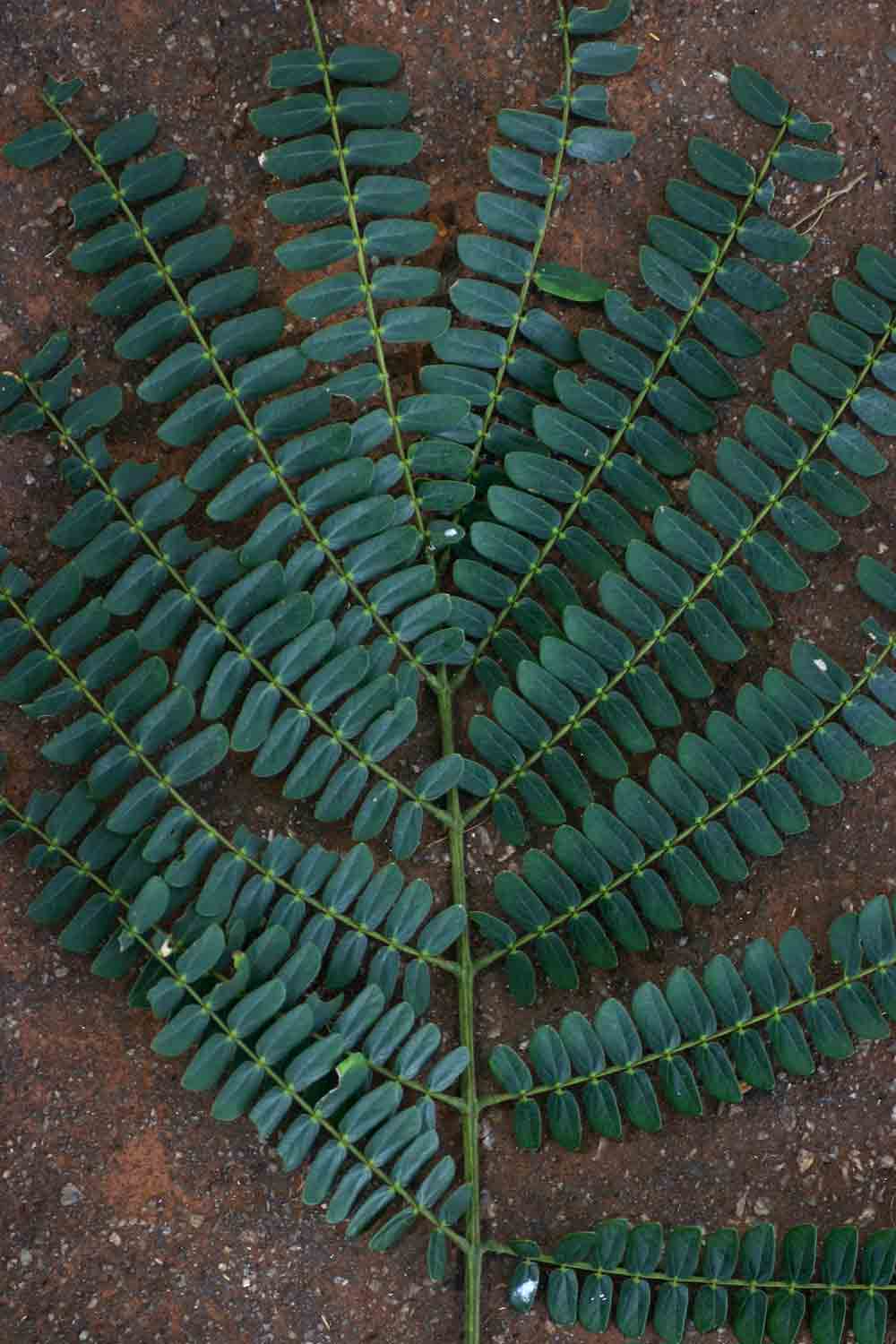 Albizia schimperiana var. schimperiana