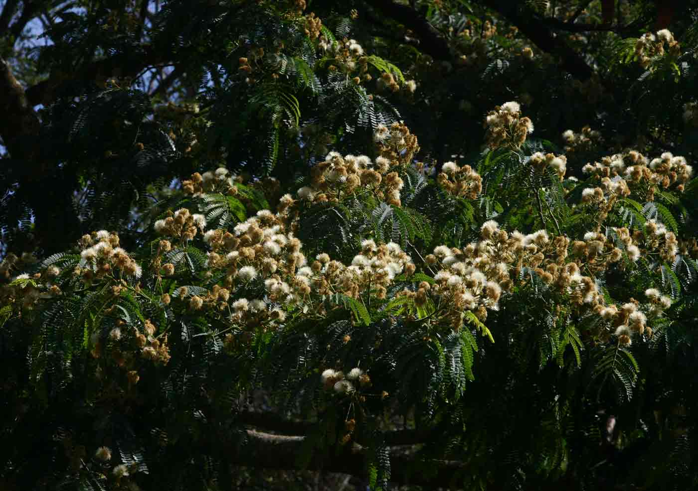 Albizia schimperiana var. schimperiana