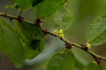 Bridelia cathartica subsp. melanthesoides