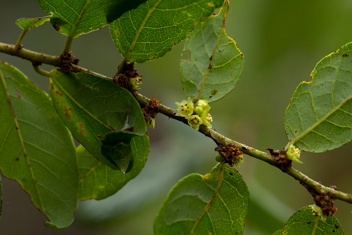 Bridelia cathartica subsp. melanthesoides
