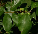 Bridelia cathartica subsp. melanthesoides