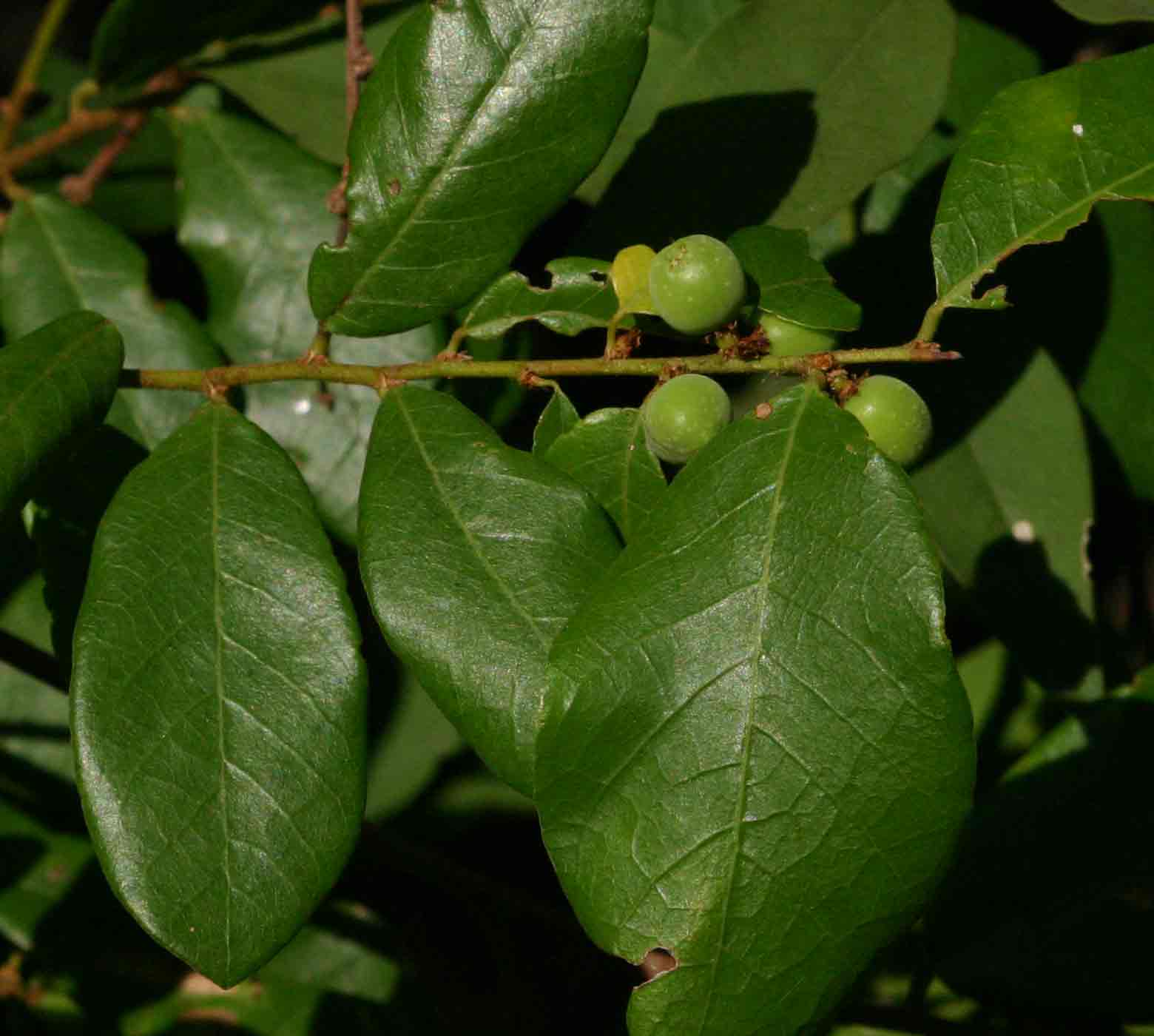 Bridelia cathartica subsp. melanthesoides