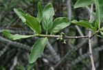 Tricalysia niamniamensis