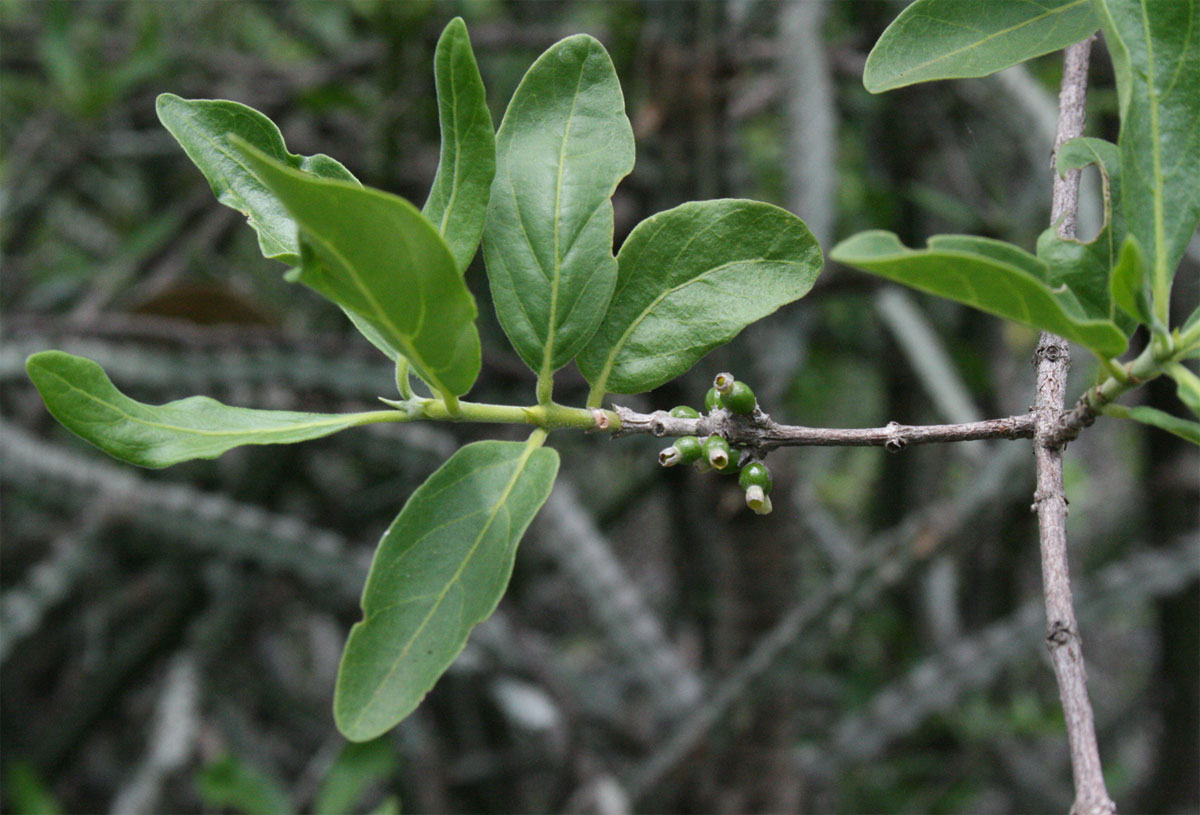 Tricalysia niamniamensis