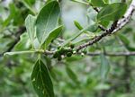 Tricalysia niamniamensis