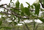 Tricalysia niamniamensis