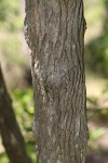 Tricalysia niamniamensis