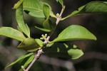 Tricalysia niamniamensis