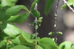 Tricalysia niamniamensis