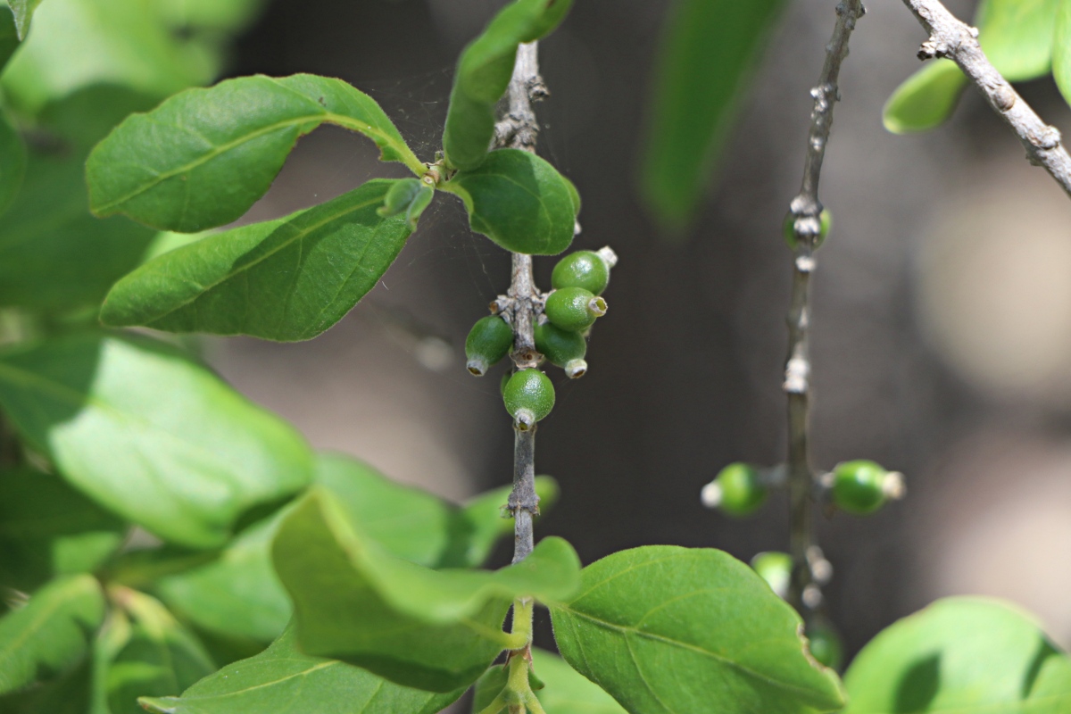 Tricalysia niamniamensis