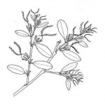 Hymenocardia acida